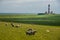 Lighthouse westerhever sheep field Sankt Peter Ording