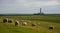 Lighthouse westerhever sheep field Sankt Peter Ording