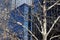 Lightly snow frosted tree branches standing in front of towering modern city skyscrapers in winter