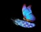 Lightness and weightlessness. Morpho blue beautiful butterfly on a blue bird feather. Bird feather isolated on black.