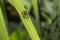 Lightning Bug on Blade of Grass