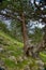 Lightning hit the tree at Smolikas mountain, Greece