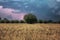 Lightning over a field of wheat at sunset with a tree in the background