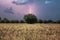 Lightning over a field of wheat at sunset with a tree in the background