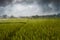 Lightning storm over green rice field in monsoon season