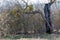 Lightning struck a tree, a charred tree after a thunderstorm