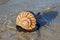 Lightning Whelk on exposed tidal flat.