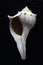 Lightning whelk with operculum