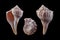 Lightning whelk-Sinistrofulgur perversum