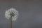 Lightweight dandelion umbrellas gathered in a fluffy ball