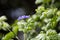 Lignum Vitae aka Guaiacum officinale Purple Flowers and Composite Leaves Detail