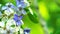 Lignum vitae blue white flowers blooming in blur garden