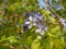 Lignum vitae or Guaiacum officinale with bee