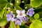 Lignum vitae or Guaiacum officinale flowers and green leaves on nature background