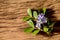 Lignum vitae or Guaiacum officinale flowers and green leaves on an old wood background