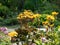 Ligularia dentata in the garden.