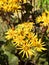 Ligularia dentata in the garden. Inflorescence.