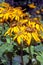 Ligularia Dentata \\\'Othello\\\' in Bloom