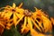 Ligularia flowers.