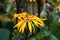 Ligularia flowers among escapes.