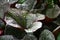 Ligularia leaves after a rain.