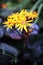 Ligularia \'Marie Crawford\' - Leopard plant