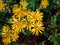 Ligularia \\\'Osiris Cafe Noir\\\' with golden daisy flowers. Flat-topped clusters of brown-centred, golden-