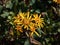 Ligularia \\\'Osiris Cafe Noir\\\' with golden flowers. Flat-topped clusters of brown-centred flowerheads