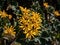 Ligularia \\\'Osiris Cafe Noir\\\' with yellow daisy flowers. Flat-topped clusters of brown-centred, golden flowers