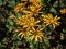 Ligularia \\\'Osiris Cafe Noir\\\' with yellow daisy flowers. Flat-topped clusters of golden flowerheads