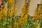 Ligularia stenocephala. Bright yellow flowers in the garden
