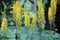 Ligularia stenocephala. Yellow ligularias flowering in garden.