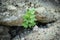 Ligusticum porteri wild parsley twig growing through dry sandy rock hill