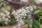 Ligustrum flower-Ligustrum lucidum