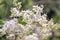 Ligustrum flower-Ligustrum lucidum