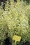Ligustrum flowers ready for sale, blank tag with price