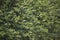 Ligustrum green hedge fragment 1