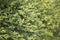 Ligustrum green hedge fragment 2