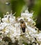 Ligustrum japonicum Texanum with bee