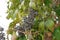 Ligustrum lucidum, privet. Plant with dark blue berries.