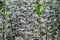 Ligustrum ovalifolium, also known as Korean privet or California privet,