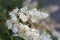 Ligustrum sinense flowers closeup