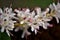 Ligustrum sinense flowers in detail