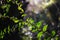 Ligustrum sinense Lour plant and blur/bokeh background.