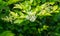 Ligustrum Vicaryi bush in blossom. White flowers with yellow evergreen foliage on dark green blurred background.