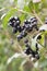 Ligustrum vulgare ripened black berries fruits on shrub branches