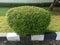 Ligustrum vulgare is a species of Ligustrum native to central and southern Europe, northern Africa and southwest Asia