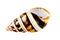 Liguus Tree Snail: Liguus fasciatus. Isolated; white background