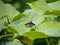 Ligyra tantalus Bombyliidae beefly 1