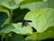 Ligyra tantalus Bombyliidae beefly 2